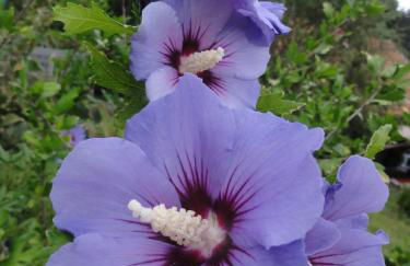 ruhiges Wohnen am Lama und Maine Coon Hof in Alleinlage in Biederbach 3 Zimmer mit Kochgelegenheit Bad - Foto 56