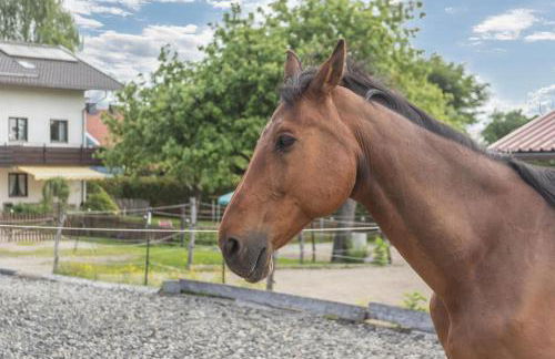 Fewo beim Nik mit Wanderreitstation - Foto 17