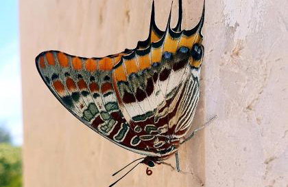 Orkula Hidden Paradise- Robinson Holiday House - Foto 15