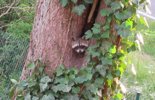 Ferienanlage Waschbär Country - Photo 55