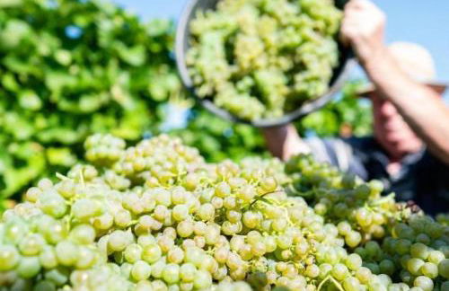 Ferienwohnung Palatina - Auszeit in der Südpfalz - Foto 52
