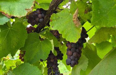 Sítio Bela Vista - Photo 48