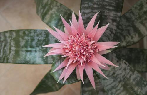 Apartments Marli - Foto 17