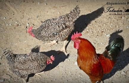 Alojamiento Rural Tetuán - Foto 22