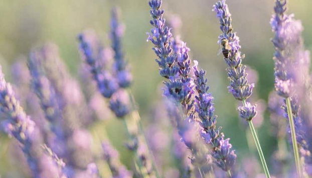 Billet pour un champ de lavande - Photo 2