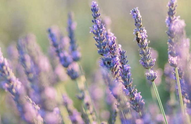 Entrance to Lavender Fields - Photo 3