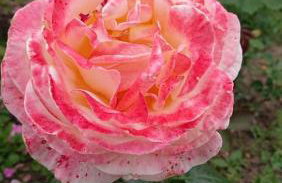 Ostoja Kamionki - Foto 31