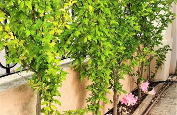 Villa nel Salento - Ampie camere e giardino, fino a 10 persone - Foto 9