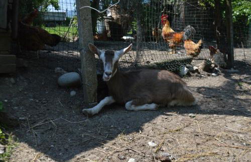 Azienda Agricola Campion - Foto 49