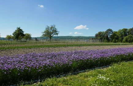 Haus Münsterblick - Foto 38