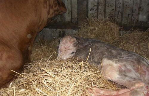 at the Gau family's home in Poggenhof - Foto 9