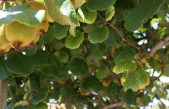 La Mia Villa - Foto 8