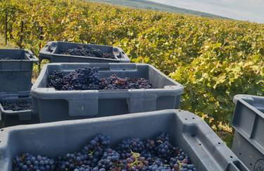 Le Cocon à Ay-Champagne Escapade romantique & dégustation de Champagne - Foto 24