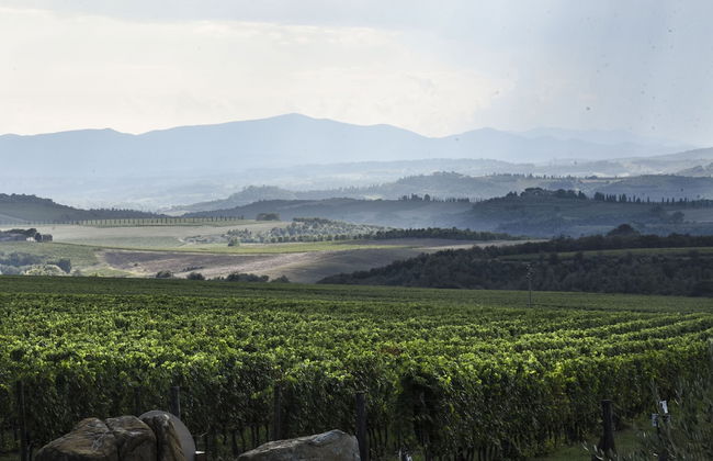 Podere Brizio - Foto 29