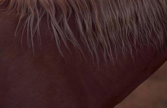 Logement entier de charme, gite équestre GERS Flamarens - Foto 46