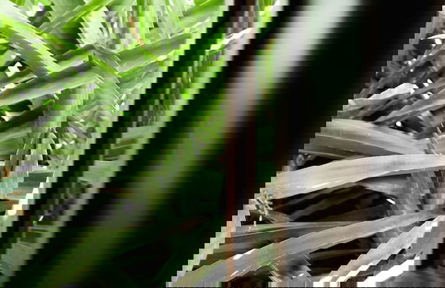 Algaba de Ronda - Foto 59