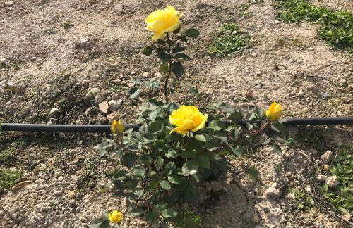 La Almedina casa Bellavista - Foto 48