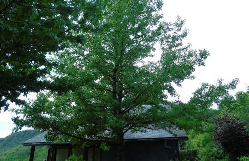 Maison L'Hirondelle Rustique à Tournavaux - Foto 44
