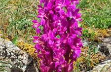 Ollar do Cido - Foto 53