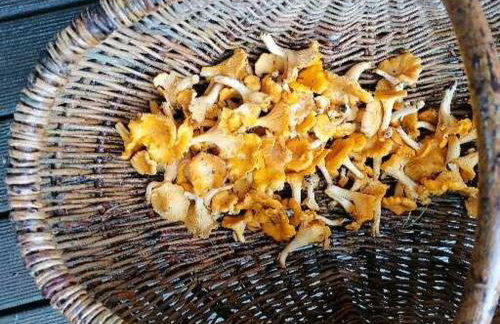 Wyciszek - mazurska agroturystyka - Foto 26