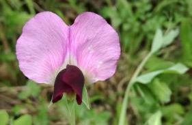 Agriturismo cavallin del papa - Foto 29