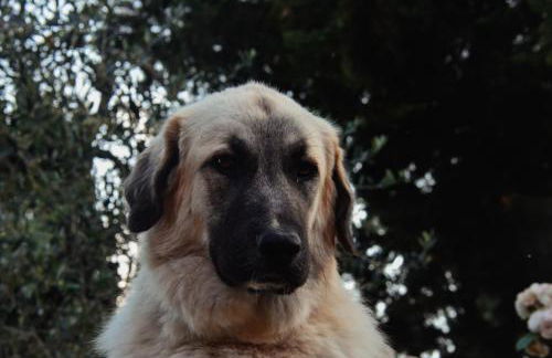 Appartamento a Villa Rosa - Foto 36