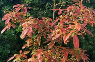 Villa Agua Turquesa - Foto 38