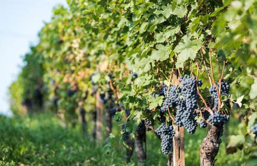 Agriturismo Albarossa - Foto 47