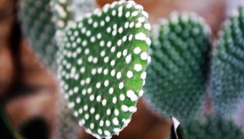 I due carrubi - Foto 4, Garden