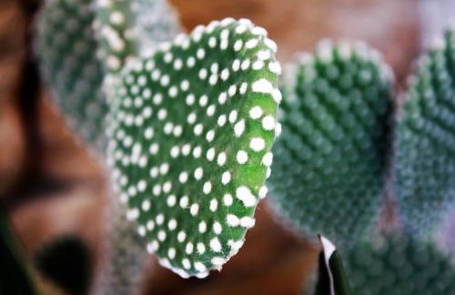 I due carrubi - Foto 4