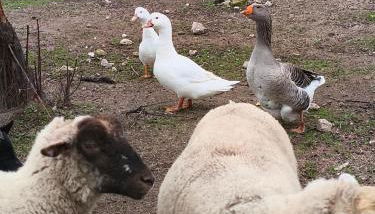 Tapada das Carvalhas - Foto 5