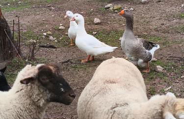 Tapada das Carvalhas - Foto 5