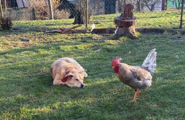 Kastanienhof - Photo 16