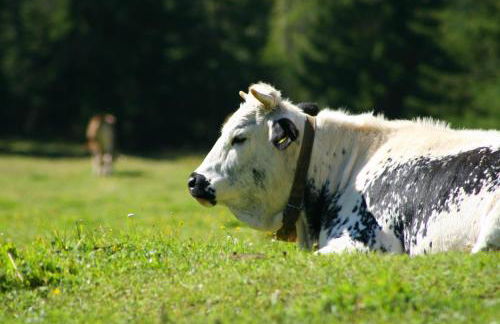 Gstattlhof Mountain Farmhouse - Foto 6