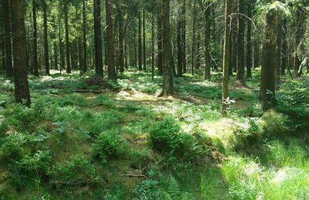 Schmugglernest - Foto 32