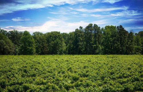 Blue Jay Cottage - Pittsburg Studio on Winery! - Foto 21