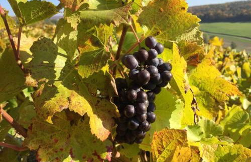 Gîte champenois les voisins - Foto 44