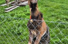 Ferienwohnung de Best inkl. Chiemgaukarte - Foto 8