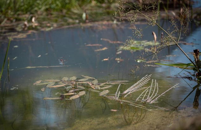 Pretty Cottage Ardennes near Valley of Lesse & Semois - Foto 40