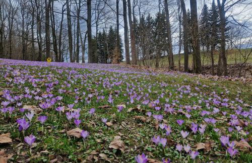 Apartment fewobaerenstein - Foto 13