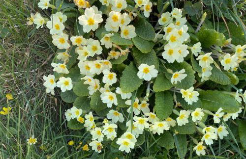 Ivy Tower Cottages - Foto 31