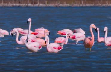 Ca Na Vinyet - Foto 47