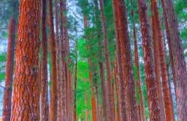 Aldeia dos reis - Condado - Mangaratiba - Loft 405 bl 3 - Foto 25