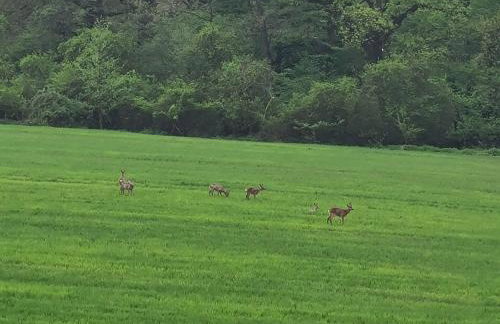 Złota Widokówka - Foto 39