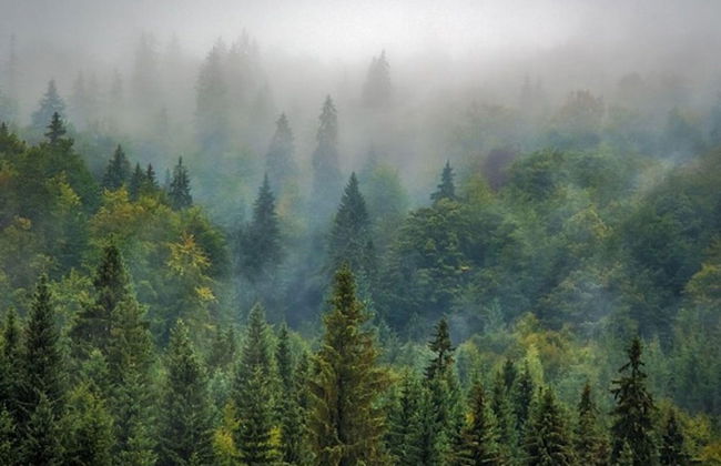 Chalet in Belgium Surrounded by Nature - Foto 12