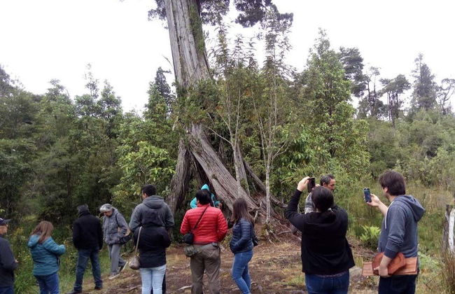 Birdwatching on the Carretera Austral - Foto 5