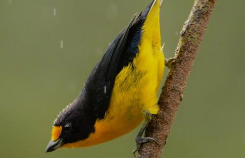 Vista Alegre Ecoaventuras, trilhas e cachoeiras - Foto 18