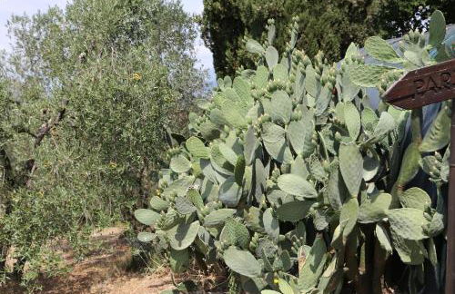 Agriturismo - Collina Toscana Resort - Foto 64