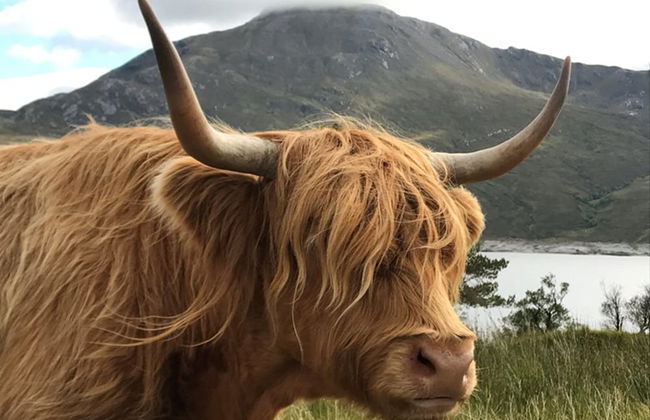 Caledonian Cabin - Foto 24