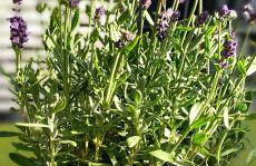 Ferienwohnung Gentsch in Schmannewitz - Foto 40